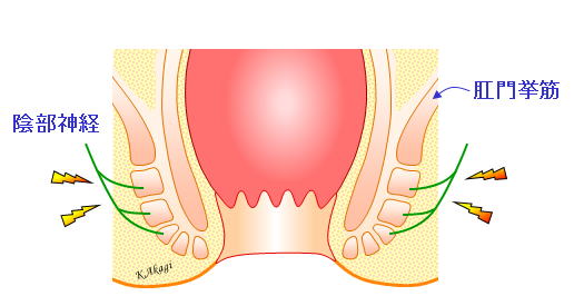 直腸肛門痛 よくわかる大腸肛門科